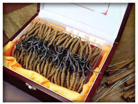 会理冬虫夏草回收